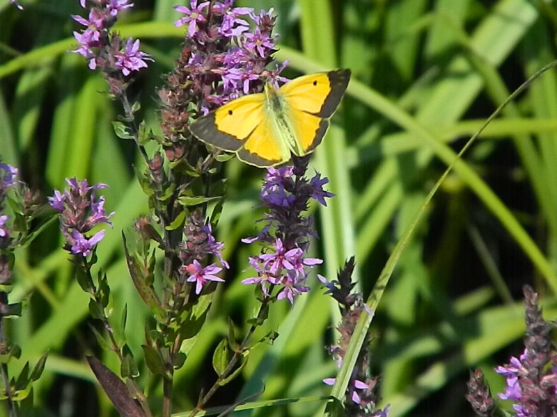 Colias croceus? - S, femmina